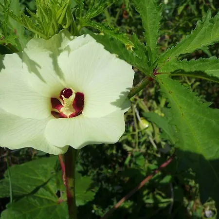 Agriturismo Colombino Bauernhof