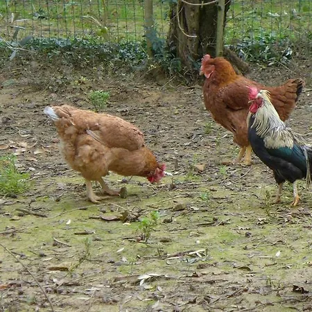 Colombino Farmház Siena