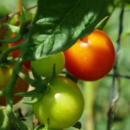 Agriturismo Colombino *