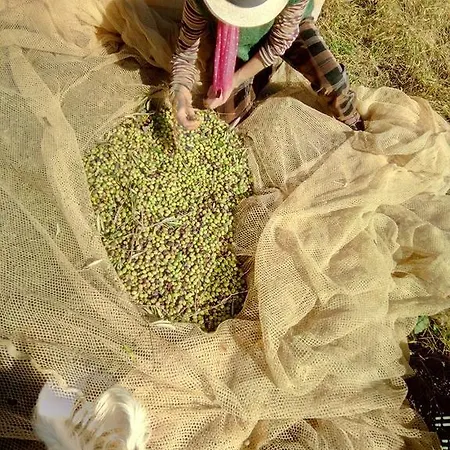 Agriturismo Colombino Siena