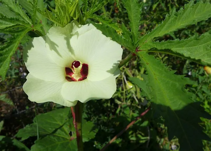Colombino Séjour à la ferme