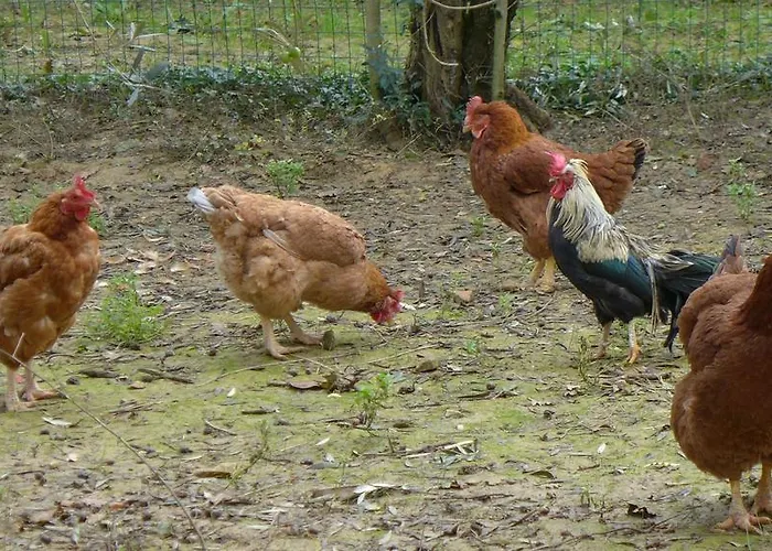 Colombino Séjour à la ferme Sienne