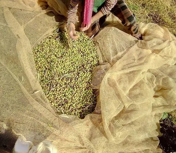 Agriturismo Colombino Siena